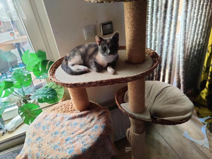 Kittens, Dieren en Toebehoren, Katten en Kittens | Raskatten | Korthaar, Meerdere dieren, 0 tot 2 jaar, Ontwormd, Ingeënt