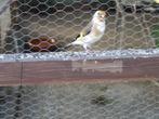 major putters, Dieren en Toebehoren, Vogels | Kanaries, Meerdere dieren