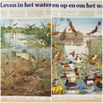 Oude schoolposters 2x uit 1987., Antiek en Kunst, Antiek | Schoolplaten, Natuur en Biologie, Ophalen of Verzenden