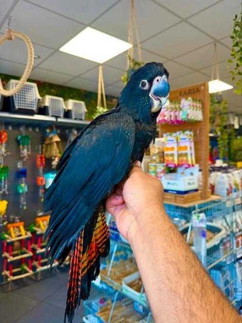 Zeldzaam kaketoe, Dieren en Toebehoren, Vogels | Parkieten en Papegaaien, Papegaai, Meerdere dieren, Pratend, Tam, Geringd