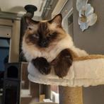 Ragdoll kater sealpoint., Dieren en Toebehoren, Kater, Gechipt