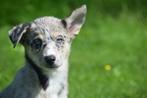 Australische herder kruising husky pups, Dieren en Toebehoren, België, 8 tot 15 weken, Meerdere, Meerdere dieren