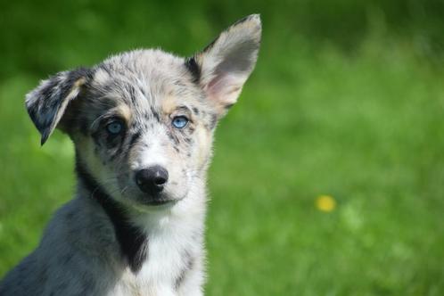 Australische herder kruising husky pups, Dieren en Toebehoren, Honden | Niet-rashonden, Middel, Meerdere dieren, Fokker | Professioneel