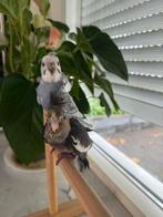 Lieve tamme hagaromo grasparkietje, Dieren en Toebehoren, Meerdere dieren, Parkiet, Tam