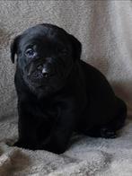 Labrador/ rotweiler kruising, Overige rassen, 8 tot 15 weken, Meerdere, Meerdere dieren