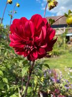Dahlia knollen boerenrode, Tuin en Terras, Bloembollen en Zaden, Ophalen, Volle zon, Knol