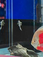 L-nummers + Botia's, Vis, Zoetwatervis