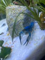 Zeer mooie blauwe florida kreeften!, Dieren en Toebehoren, Vissen | Aquariumvissen, Kreeft, Krab of Garnaal, Zoetwatervis
