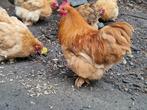 Cochin krielhaan, gratis af te halen, Dieren en Toebehoren, Mannelijk, Kip