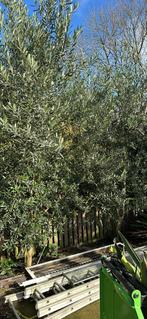 2 grote olijfbomen, Tuin en Terras, Planten | Bomen, Ophalen of Verzenden