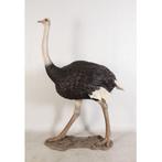 Ostrich beeld – Struisvogel Hoogte 213 cm, Ophalen, Nieuw
