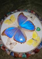 Prachtige wanddecoratie met vijf vlinders., Ophalen, Zo goed als nieuw, Blauw, Overige materialen
