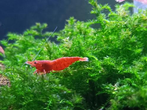 Neocaridina – Vuurgarnaal (Nc-RCh) - kraanwater geen osmose, Dieren en Toebehoren, Vissen | Aquariumvissen, Zoetwatervis, Kreeft, Krab of Garnaal