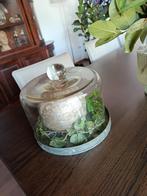 Brocante grote glazen stolp, Ophalen