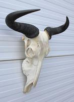 Schedel GESTREEPTE GNU / WILDEBEEST (# A), Ophalen of Verzenden, Gebruikt, Wild dier, Schedel