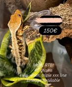 Sale! RTB 1.0 tri lilly white wimpergekko ev met terrarium, Hagedis, Met terrarium, 0 tot 2 jaar