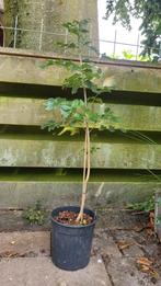 Diverse jonge boompjes voor de tuin of als bonsai, Tuin en Terras, Planten | Bomen, Ophalen, In pot, Overige soorten, Minder dan 100 cm