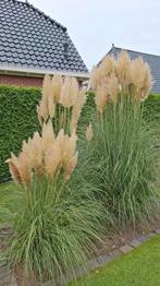 Pampas Pluimen, Tuin en Terras, Ophalen, Overige soorten, Volle zon