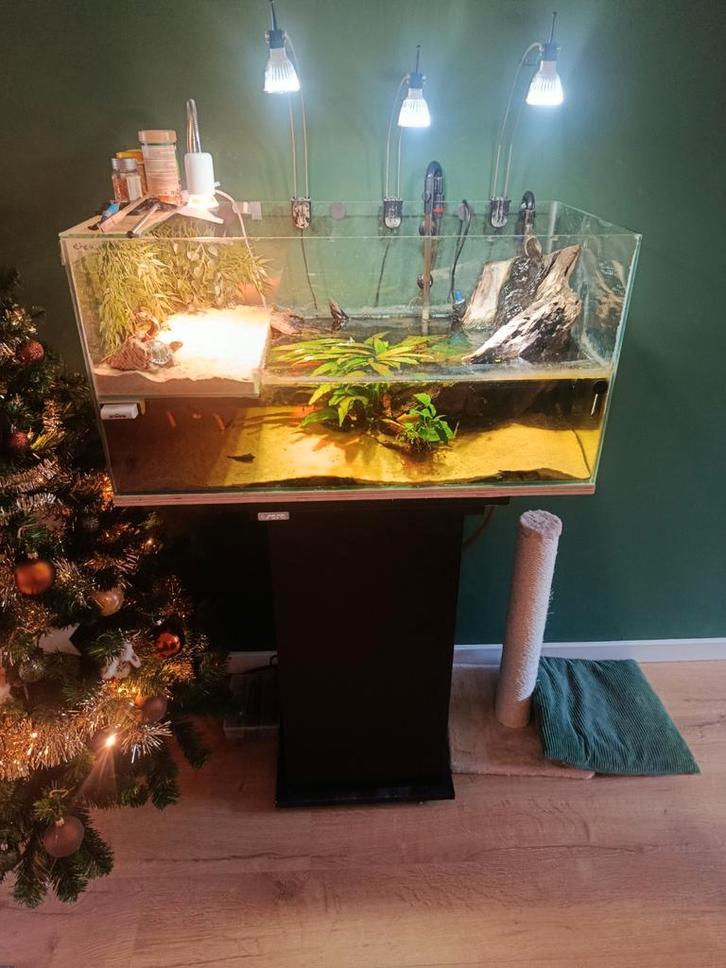 Compleet aquarium met 2 Kinosternon baurii schildpadden, Dieren en Toebehoren, Reptielen en Amfibieën, Schildpad, 3 tot 6 jaar