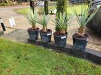 Yucca voor buiten in pot, Tuin en Terras, Volle zon, Vaste plant, Bloeit niet, Ophalen