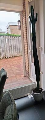 Cactus, Huis en Inrichting, Kamerplanten, Ophalen, Cactus, Volle zon, Minder dan 100 cm