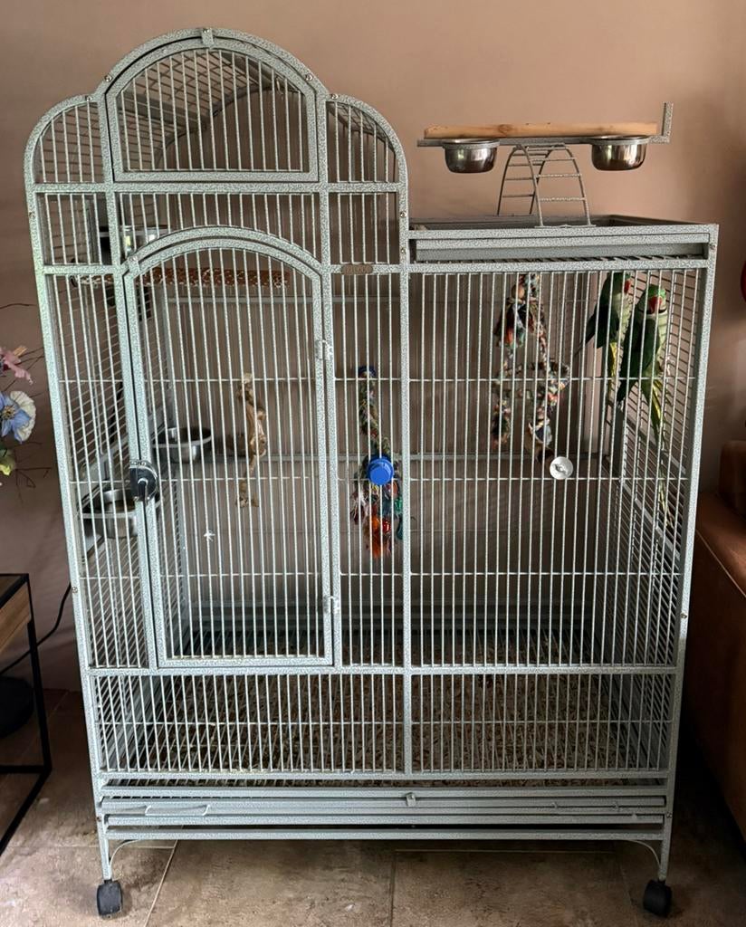 Twee Alexanderparkieten + XXL Kooi: Alles Inclusief!, Ophalen, Zo goed als nieuw, Metaal, Vogelkooi