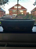 Ovale olijfbak, Huis en Inrichting, Schaal, Nieuw, Ophalen of Verzenden, Ovaal