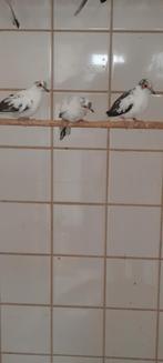 Te koop div tropen o.a., Dieren en Toebehoren, Vogels | Overige Vogels, Meerdere dieren, Tropenvogel