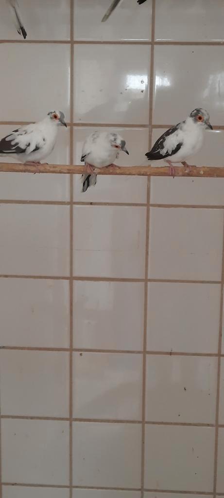 Te koop div tropen o.a., Dieren en Toebehoren, Vogels | Overige Vogels, Tropenvogel, Meerdere dieren