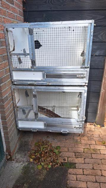 2 kweek kooien beschikbaar voor biedingen