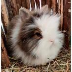 Dwergkonijntjes te koop, Dieren en Toebehoren, Knaagdieren, Oktober, Meerdere dieren