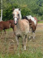 Haflinger merrie 2.5 jaar, Dieren en Toebehoren, Pony's, 0 tot 2 jaar, Recreatiepony, Merrie, Gechipt