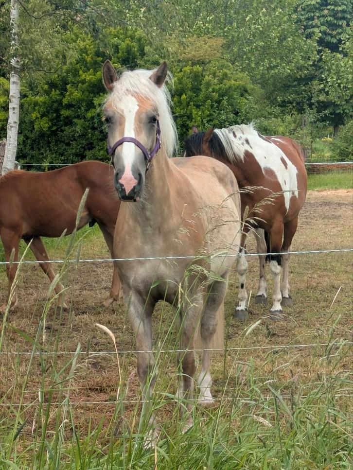 Haflinger merrie 2.5 jaar, Dieren en Toebehoren, Pony's, Merrie, E pony (1.48m - 1.57m), Recreatiepony, 0 tot 2 jaar, Gechipt