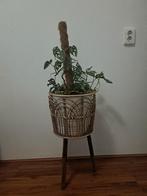 Thuis plant, Huis en Inrichting, Ophalen, Zo goed als nieuw
