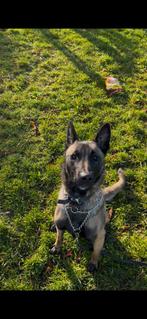 Prachtige mechelse herder teef, Dieren en Toebehoren, Honden | Herdershonden en Veedrijvers, 1 tot 2 jaar, Teef, Eén hond, Herder