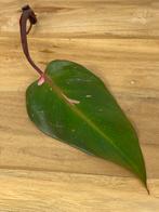 Philodendron Persimmon Princess Bladstek, Ophalen of Verzenden, Halfschaduw, Minder dan 100 cm