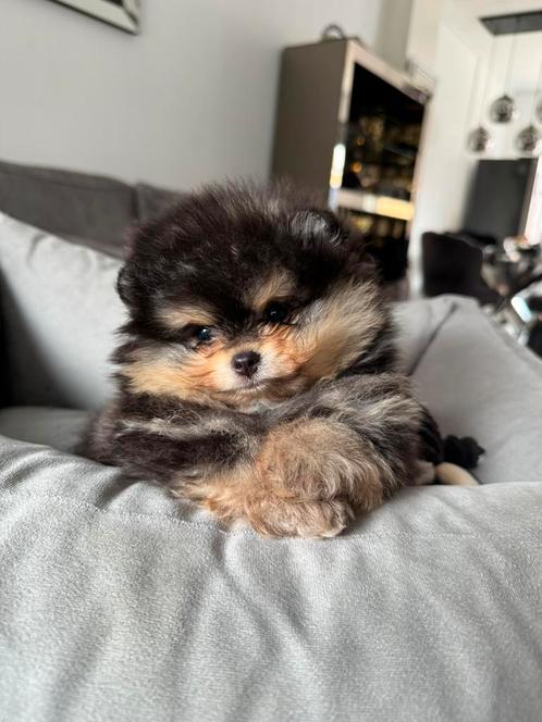 Mini pomerianan Beare Face, Dieren en Toebehoren, Honden | Poolhonden, Keeshonden en Oertypen, Reu, Overige rassen, Particulier