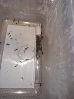 Camponotus barbaricus 1q 50-80w | mieren ants mierenkolonie, Mieren