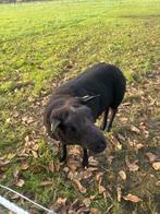 Blauwe texelaar ram, Dieren en Toebehoren, Mannelijk, Schaap