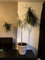 Dracaena Marginata (Dragon Tree) - 1.40m - Amstelveen, Ophalen of Verzenden, Zo goed als nieuw