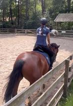 Verzorg pony gezocht, Dieren en Toebehoren, Ophalen of Verzenden, Nieuw