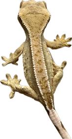 Wimpergekko’s 2025, Dieren en Toebehoren, Reptielen en Amfibieën, Hagedis, Tam, 0 tot 2 jaar