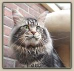 mooie dekkaters: maine coon, ragdoll, brits korthaar, sibeer
