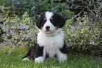 Berner sennen pups, 8 tot 15 weken, Meerdere, Meerdere dieren, Nederland