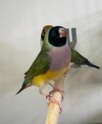 Gouldamadines, Meerdere dieren, Tropenvogel