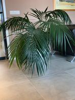 Palm / Kentiapalm met 11 stammen-bladeren, Minder dan 100 cm, Palm, Halfschaduw, In pot