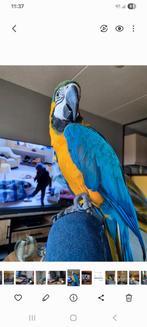 Blauw geel ara met xxl grote kooi, Meerdere dieren, Papegaai