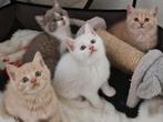 Britse korthaar kittens, Dieren en Toebehoren, Katten en Kittens | Raskatten | Korthaar, Meerdere dieren, Ontwormd, 0 tot 2 jaar