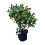 Camellia japonica ‘Miss Lyla’, Ophalen of Verzenden, Overige soorten, Halfschaduw