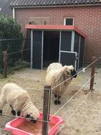 ministallen  shetland stallen alpaca minikoe mini-ezel paard, Weidegang, 1 paard of pony